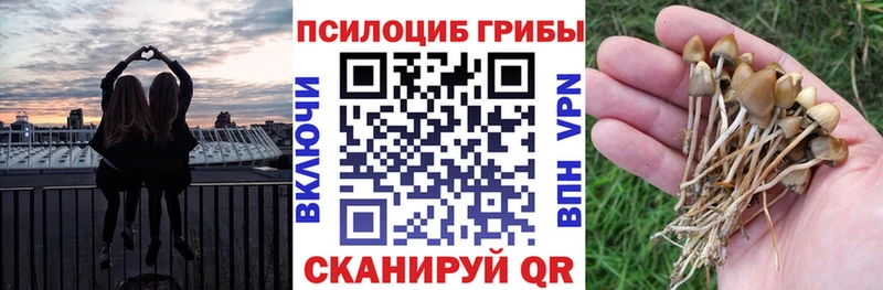 как найти   kraken сайт  Псилоцибиновые грибы мицелий  Каргат 